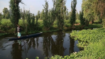 Los mexicas utilizaban estos terrenos para cultivar diversos alimentos