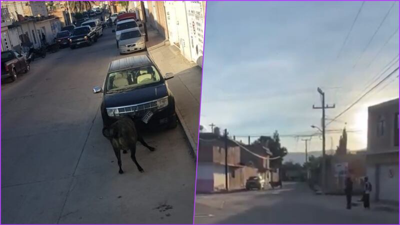 Toros caen de una camioneta y provocan caos en Guanajuato; policías sacrifican a 2