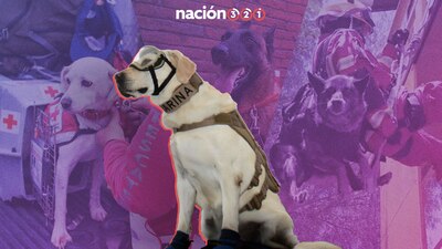 Muchos lomitos han ayudado en labores de rescate