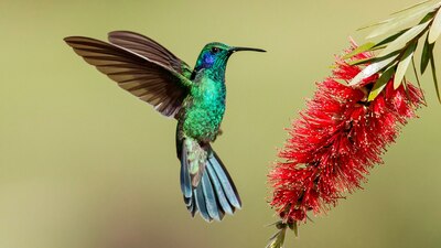 Es una especia protegida por las autoridades mexicanas