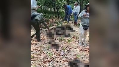 La Semarnat señaló que investigará estas muertes en el sur del país