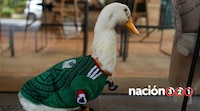 Conoce la historía de ‘Merlín’: el pato que se robó la mirada internacional en pleno Mundial