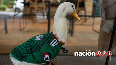 Conocer la historía de Merlín: el pato que se robo la mirada internacional en pleno Mundial 2026