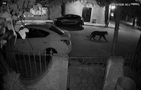 Pantera escapa de una finca en Durango y ataca a una mujer; familiares exigen justicia