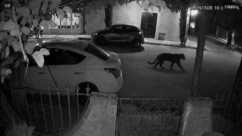 Pantera escapa de una finca en Durango y ataca a una mujer; familiares exigen justicia