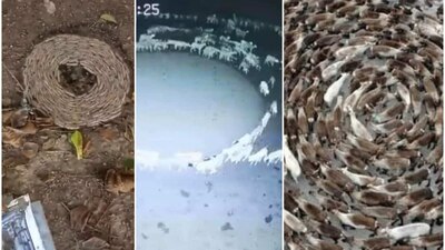 Desde el fin del mundo a una enfermedad bacteriana, han sido las posibles explicaciones