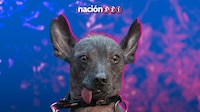 ¡Día del Xoloitzcuintle! Celebran su día nacional y lo declaran Patrimonio Cultural Inmaterial en CDMX