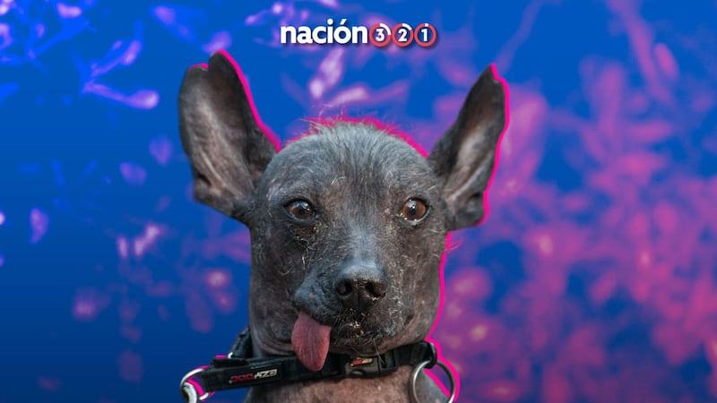 ¡Día del Xoloitzcuintle! Celebran su día nacional y lo declaran Patrimonio Cultural Inmaterial en CDMX