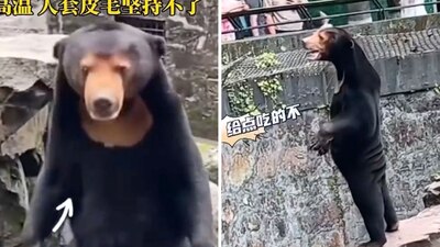 En redes sociales se cuestionó a los animales por las similitudes con humanos