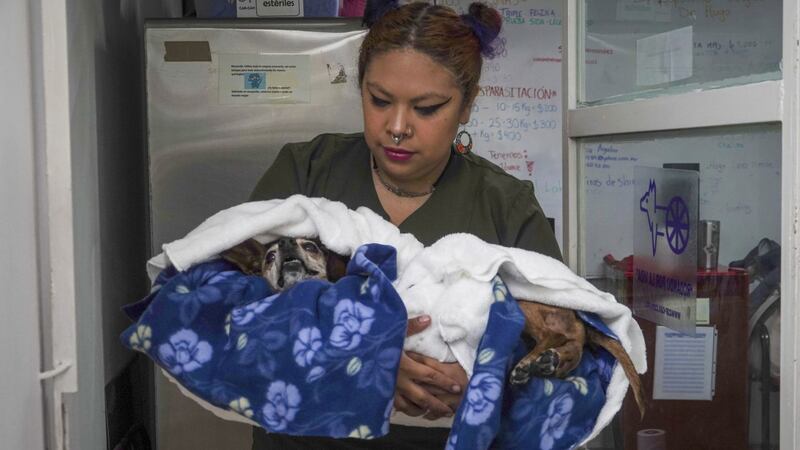 Oaxaca: reportan primer caso de gusano barrenador en un perro