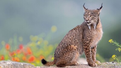 El felino llevaba más de 50 años en peligro de extinsión