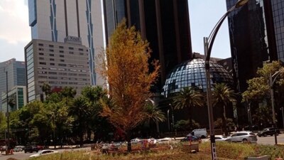 El árbol fue plantado el 5 de junio luego de que la icónica Palma se secara