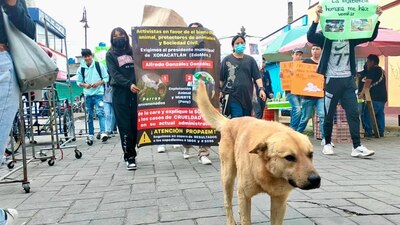 El pequeño caballo recibió una descarga que le casuó la muerte