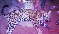 Matan en la Sierra de Guerrero a un ejemplar de jaguar... sólo quedan unos 113