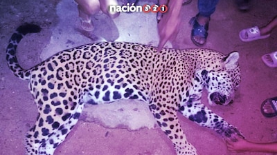 Estos felinos son objeto de muchos mitos, leyendas, cuentos y hasta mentiras, que llevan a que en ocasiones sean asesinados