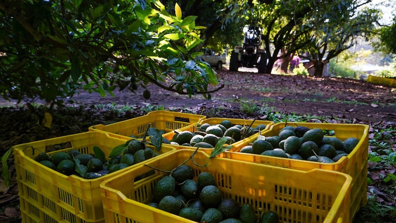 Cumple con todo: Por primera vez, Michoacán enviará aguacate certificado al Super Bowl LIX