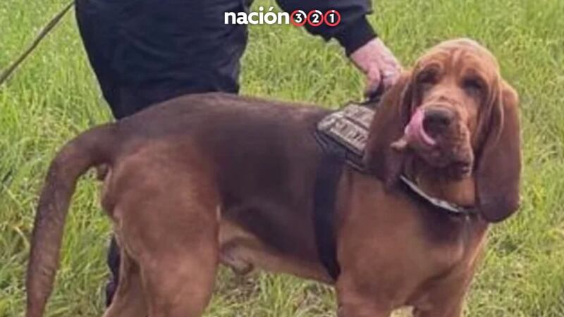 Indigna historia de Bruno, el perrito rescatista que fue envenenado con una salchicha con clavos