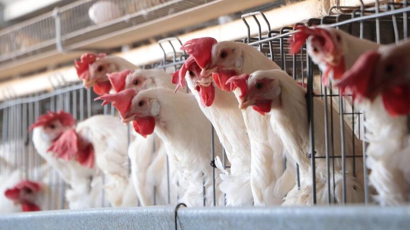 México suspende importación de productos avícolas de Brasil por gripe aviar