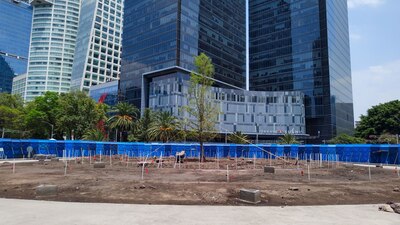 El nuevo ahuehuete fue colocado apenas el 19 de mayo