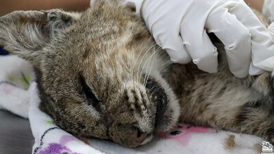 El felino posiblemente estaba deshidratado