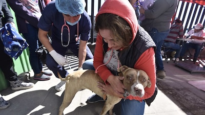 Perros y gatos también deben recibir atención estos días