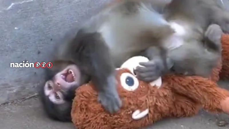 PETA pide trasladar a Punch a un santuario en Japón, ante posibles secuelas por aislamiento