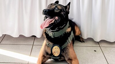 Le tuvieron que amputar una patita, tras se herido por sicarios