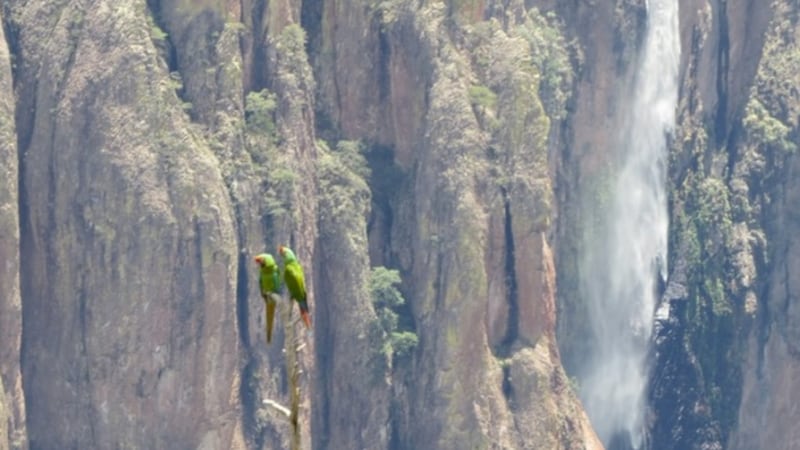 Captan a guacamaya verde, especie en peligro de extinción, en parque de Chihuahua