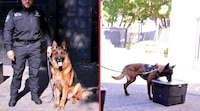 Acusan negligencia veterinaria en la muerte de ‘Boss’, el perro rescatista de la Fiscalía de CDMX