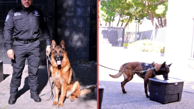 Acusan negligencia veterinaria en la muerte de ‘Boss’, el perro rescatista de la Fiscalía de CDMX