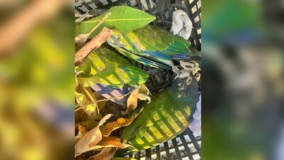 Pidieron a la población el apoyo para salvar a estas especies