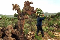 Tequila: ¿viene la megacruda del agave?