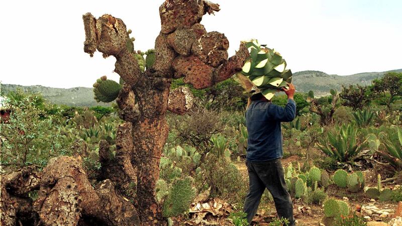 Tequila: ¿viene la megacruda del agave?