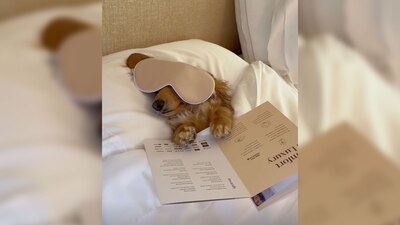 La perrita Fifi lleva una vida... placentera; es mimada por sus dueños. Hasta tiene su propio perfil en Instagram