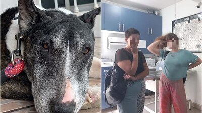 La dueña del lomito pide que se hagan cargo las autoridades correspondientes