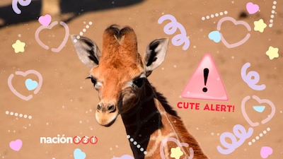 La pequeña jirafa ya es parte de la familia del Zoológico de Chapultepec