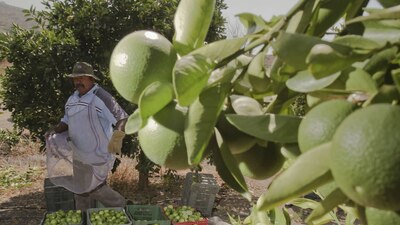 Michoacán se ha visto amenazado por la creciente presencia del crimen organizado en su territorio