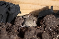 Presunto brote de hantavirus deja sin vida a 3 personas y hay más contagios: OMS