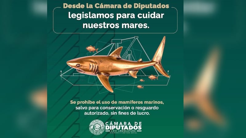 Cámara de Diputados confunde a tiburones con mamíferos marinos; la critican en redes
