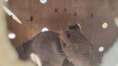 El cachorro tiene aproximadamente 7 meses