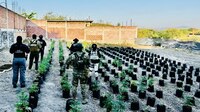 Hallan invernadero con más de 400 plantas de mariguana en un predio de Ayala, Morelos