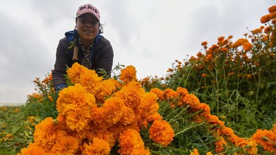 El festival contempla una fisión de colores propios del Día de Muertos
