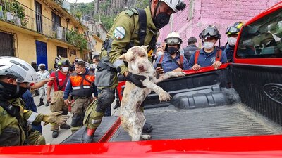 La movilización para rescatar a la perrita fue inmediata