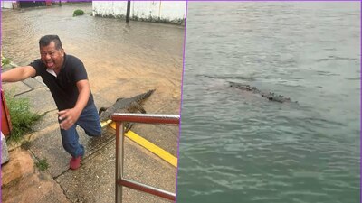 Se reportó la fuga de al menos 40 de estos reptiles