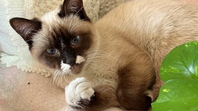 Se trata de una propuesta de reforma la Ley del Impuesto Sobre la Renta