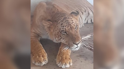 Se encuentra resguardado por la Profepa