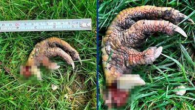 Apareció en el jardín de una mujer y afirma que es de dinosaurio