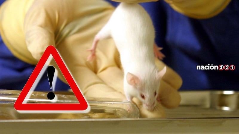 Ante alta tasa de letalidad y contagios, Chile decreta por alerta sanitaria por hantavirus