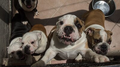 La iniciativa busca que estos espacios garanticen un trato responsable a las mascotas