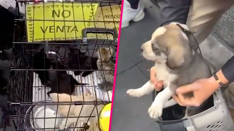 Detienen a hombre que lucraba con ‘michis’ y ‘lomitos’ para pedir “donaciones” en el Centro de CDMX